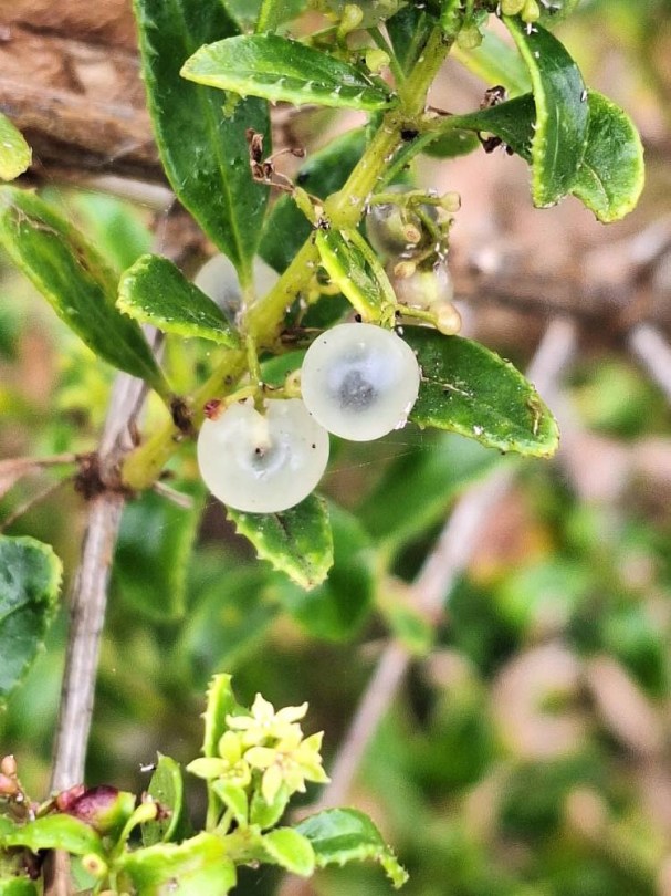Tasaigo - Tenerifei festőbuzér - Rubia fruticosa, Rubia fruticosa, etnobotanika